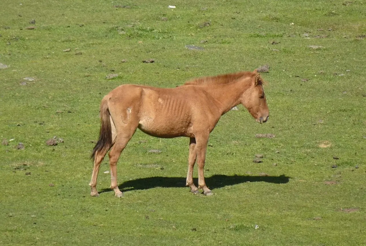 A light-brown pony standing on a green meadow in Sonamarg in summer