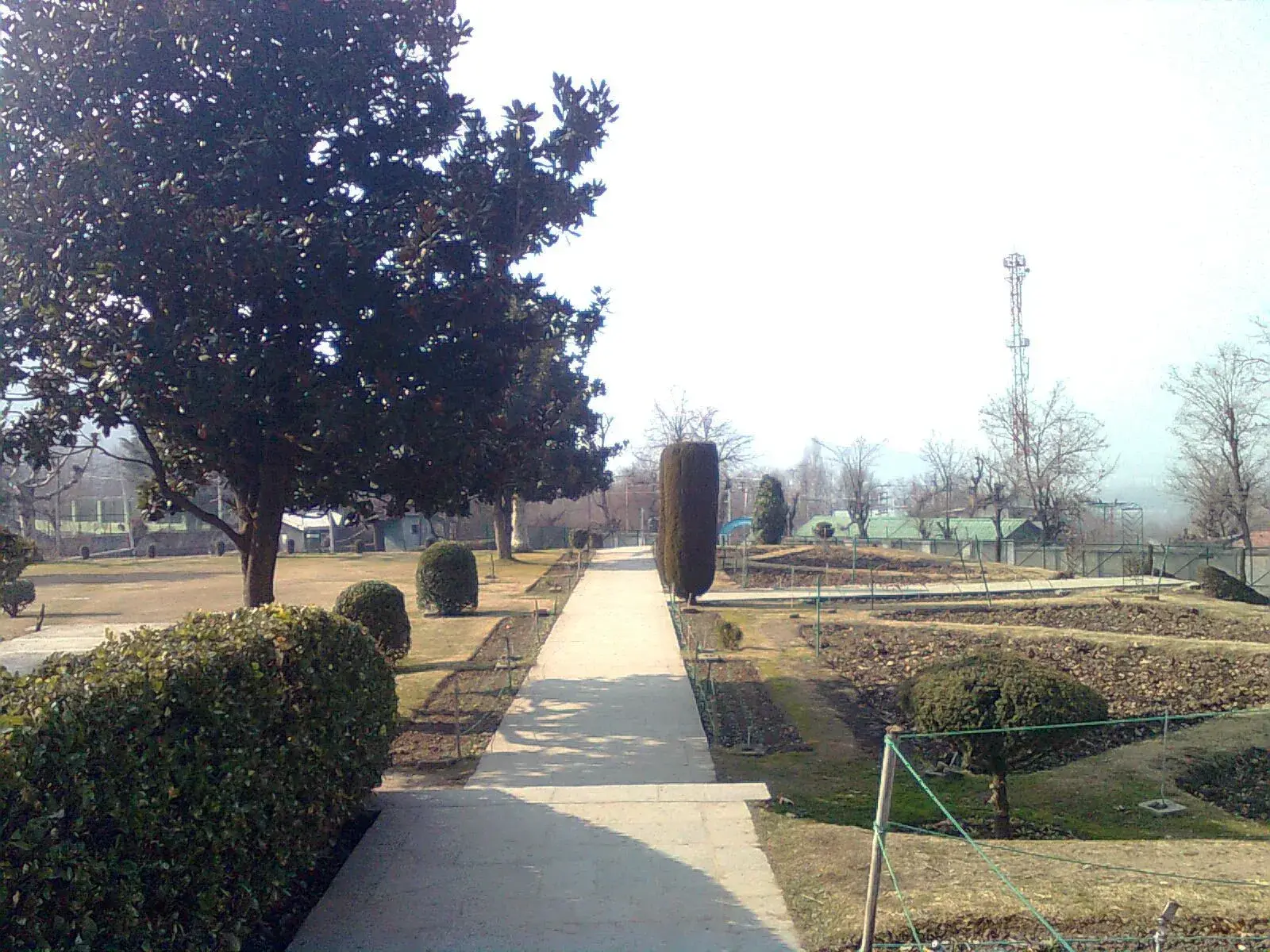 Level paved path between clipped hedges and a magnolia tree at Chashme Shahi garden, Srinagar, in early spring