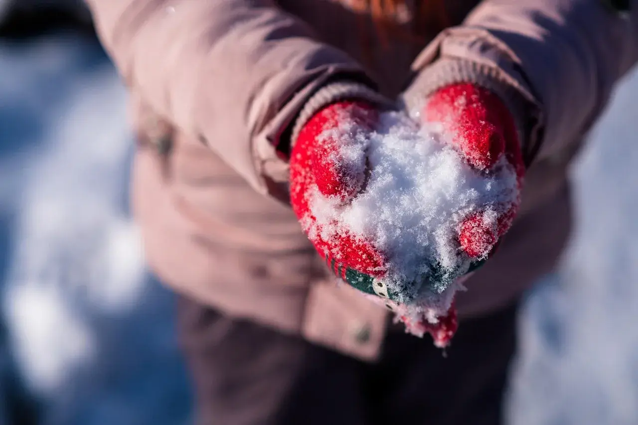 A child's red knitted mittens holding a handful of fresh snow on a sunny winter day