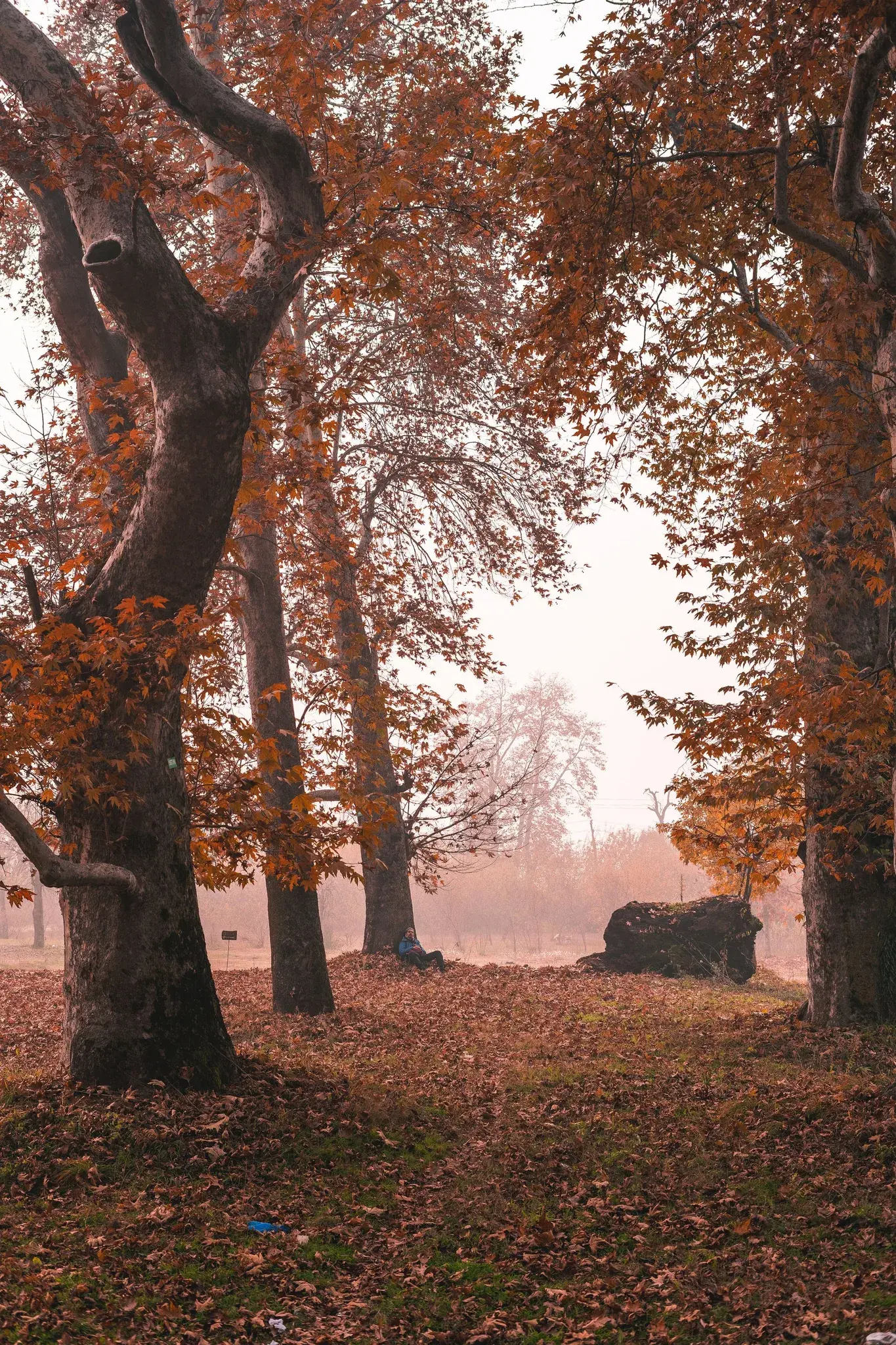 Path between old chinar trees with copper autumn leaves in Srinagar