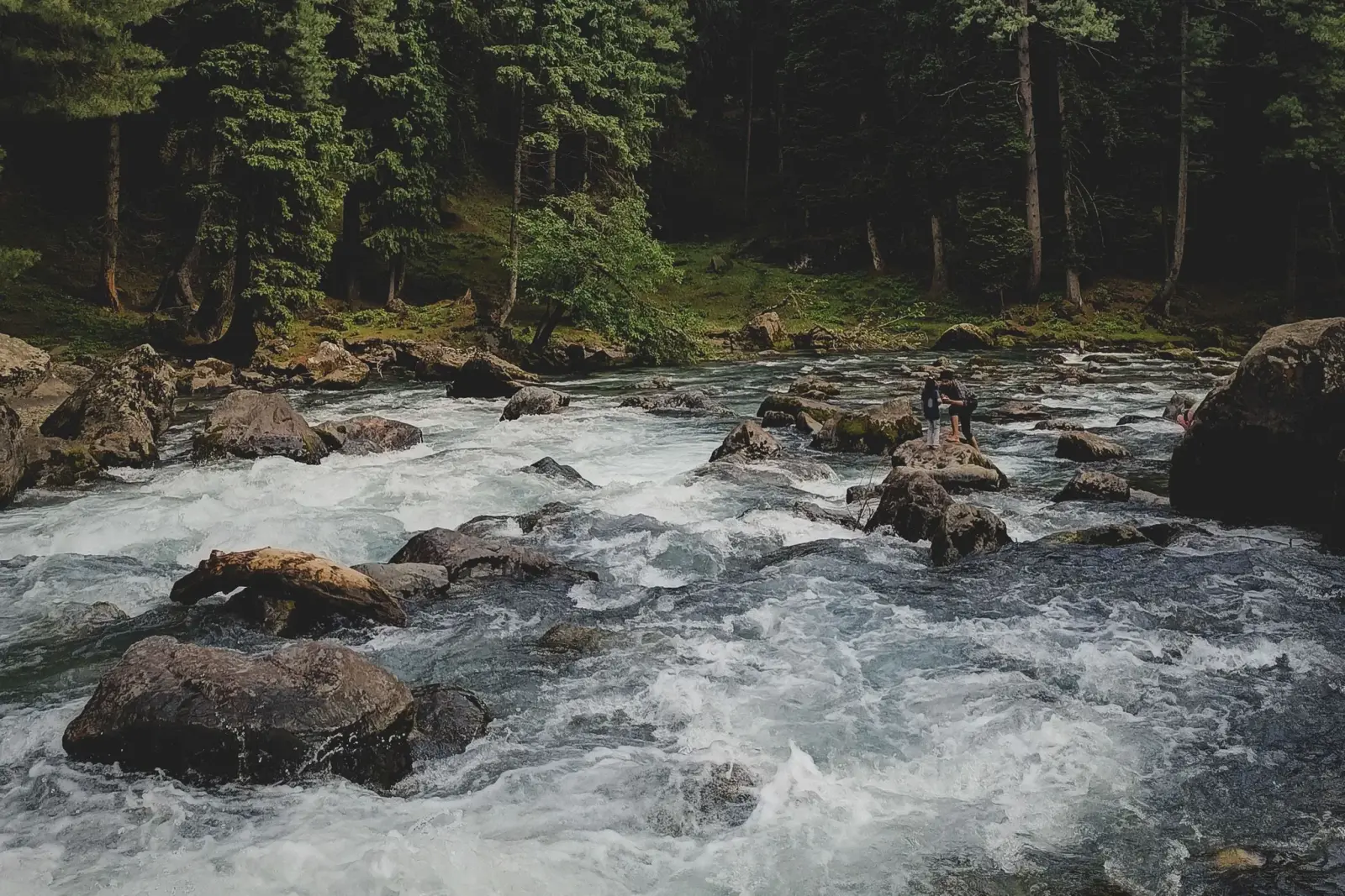 A fast, clear mountain stream rushing over rocks through pine forest near Pahalgam