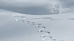 Ningle Nallah Gulmarg: The Stream Gorge Below the Gondola Most Tourists Never Find