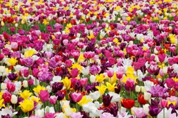 Kashmir in Spring: The Tulip Festival and the Awakening Valley