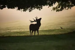 Dachigam National Park Day Trip from Srinagar: Hangul, Brown Bear, and the 6am Window