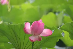 Dal Lake Lotus Season August 2027: What the Shikara Ride Brochure Doesn't Show