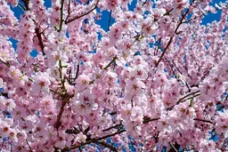 Cherry Blossom Season in Kashmir: When, Where, and Why It's Worth Coming For