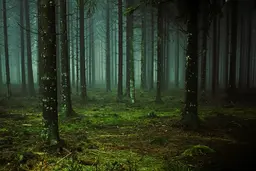 Wangat Valley: The Pine Forest Above Kangan That Most Visitors Miss