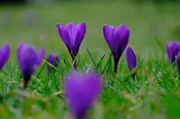 Kashmiri Saffron and Pampore: What the Fields Look Like and Why the Spice Matters