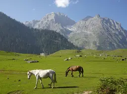 Thajiwas Glacier Sonamarg June 2027: What the Walk Is Actually Like