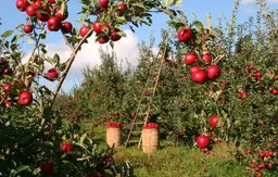 Apple Harvest Season in Kashmir: When to Go and What to See