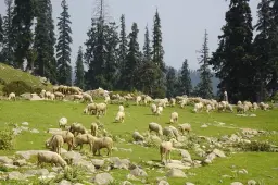 Bakarwal Nomads of Kashmir: The Seasonal Shepherds You Will See on the Mountain Roads in Summer