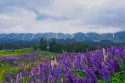 Kashmir 5-Day Itinerary for July 2027: The Route That Actually Works