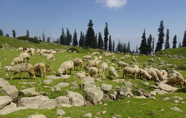 Gulmarg & Srinagar 4N5D - Two Nights in Gulmarg