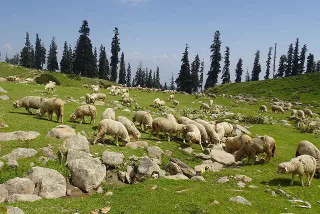 Kashmir Valley Stay 4N5D - Gulmarg, 2N Pahalgam & Srinagar