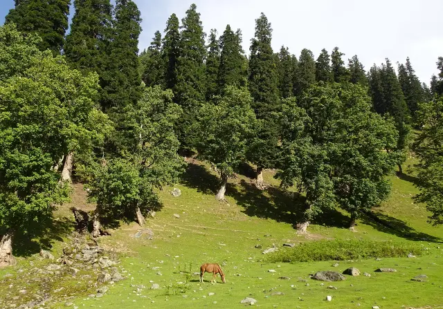 Kashmir 7N8D Complete Valley Tour - 2N Gulmarg, 2N Pahalgam & 3N Srinagar