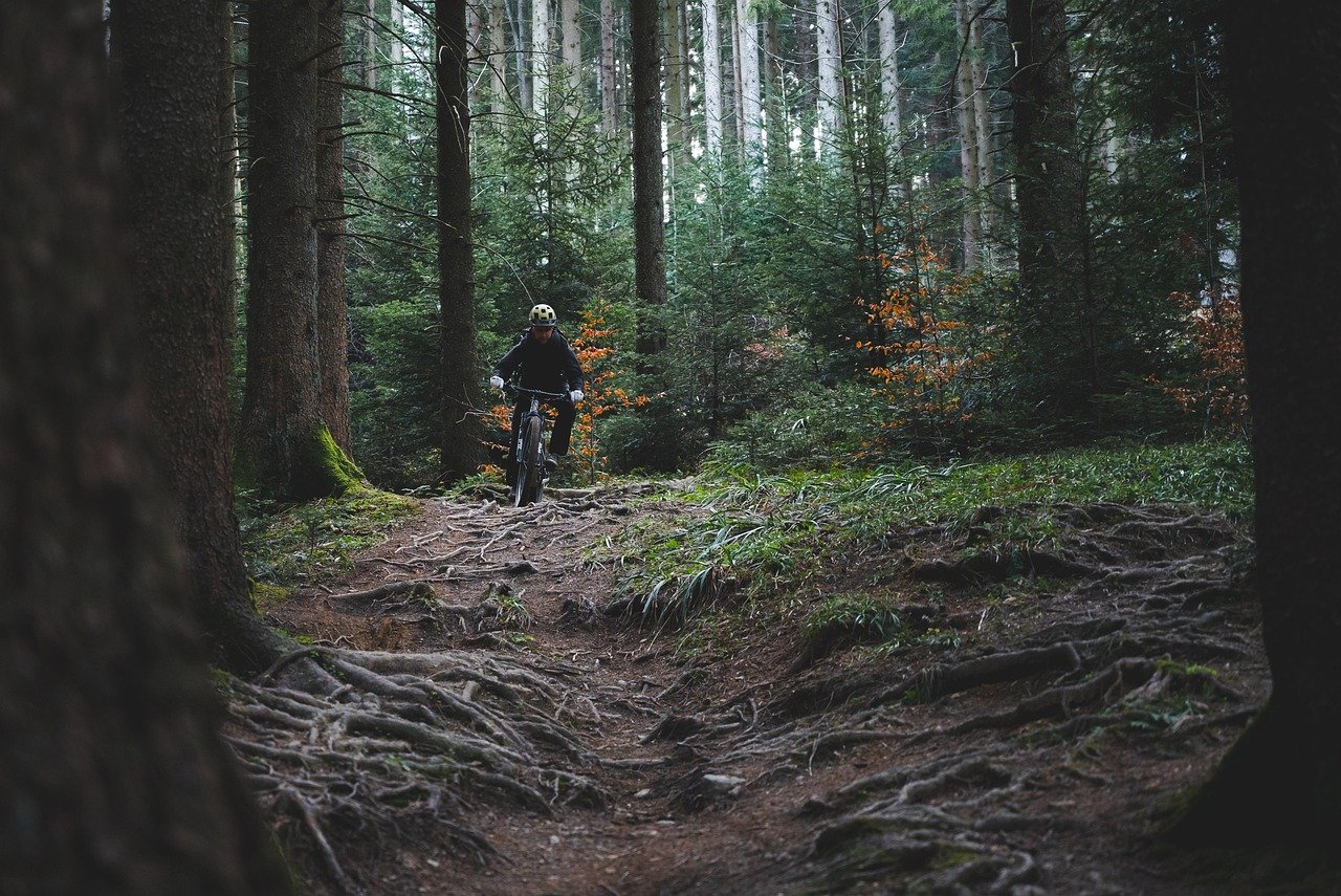 A mountain biker riding through a forest trail lined with tree roots and autumn foliage
