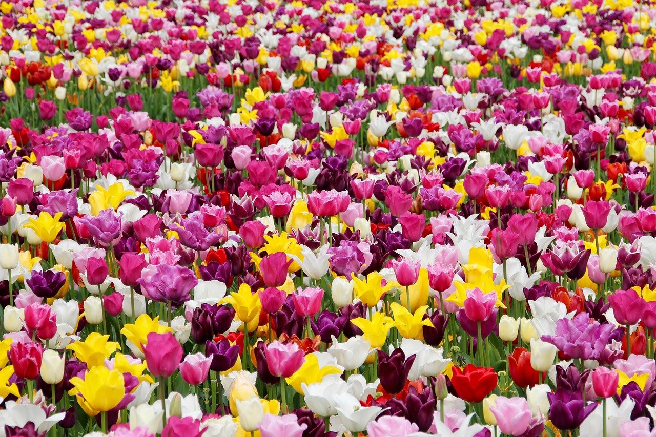 Rows of colourful tulips at Srinagar’s Indira Gandhi Memorial Tulip Garden