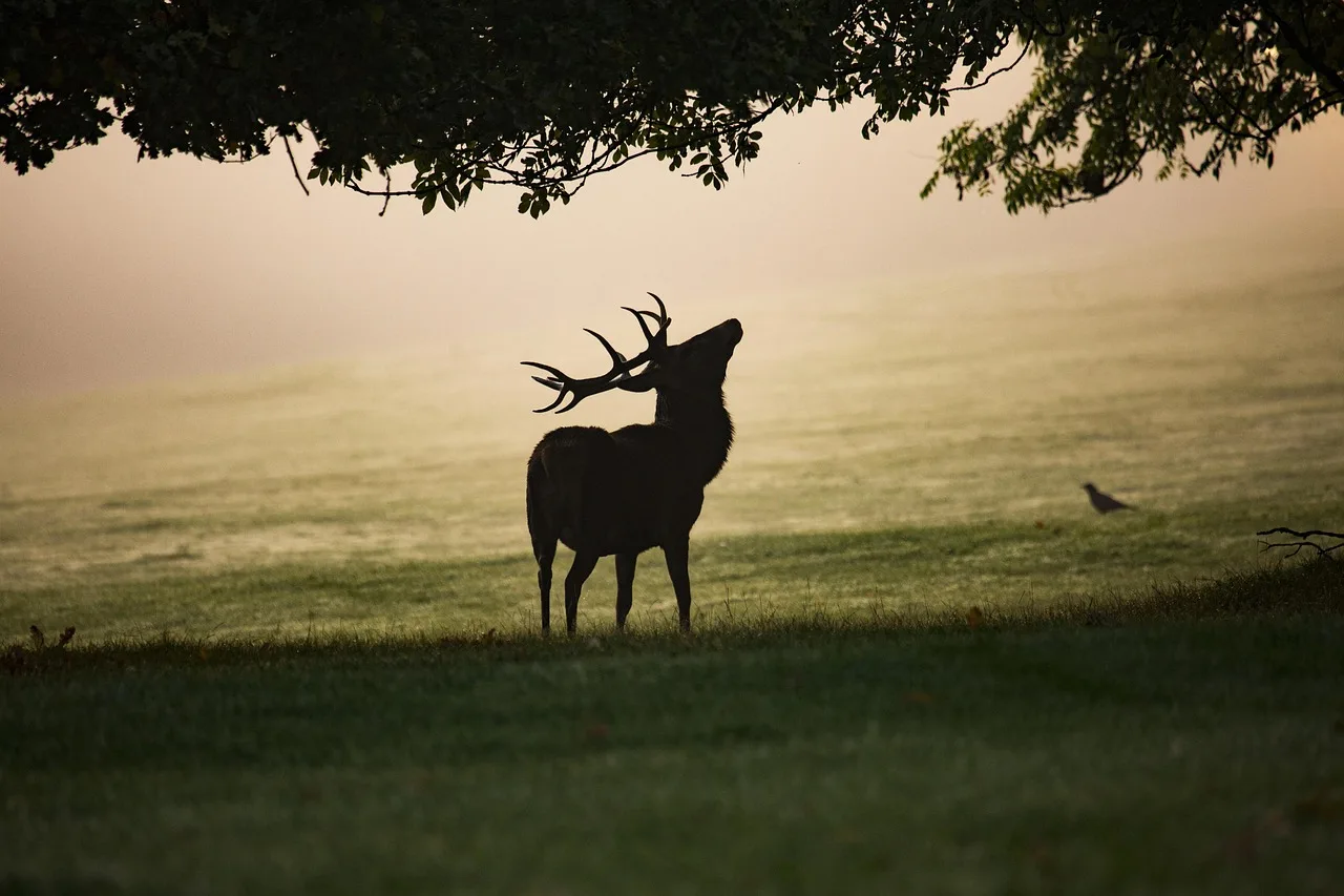 A Kashmir stag (Hangul) in the Lower Dachigam meadow at early morning -- the stag's antlers in velvet in June, the forested Zabarwan slope behind it, the Dachigam stream visible in the left mid-ground, low slanted light across the meadow grass