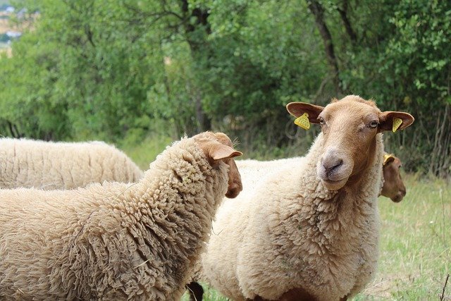 Bakarwal Nomads of Kashmir: The Seasonal Shepherds You Will See on the Mountain Roads in Summer