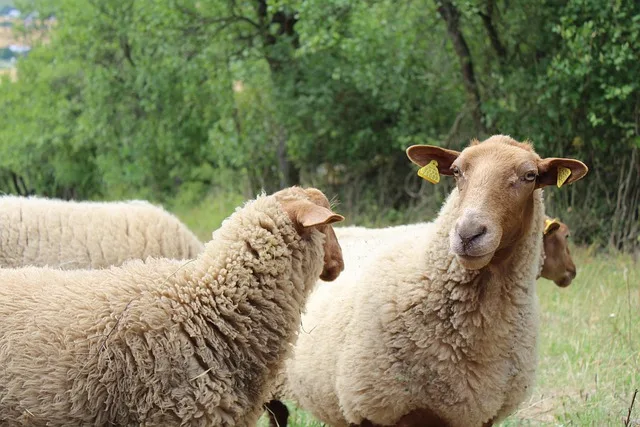 Bakarwal Nomads of Kashmir: The Seasonal Shepherds You Will See on the Mountain Roads in Summer