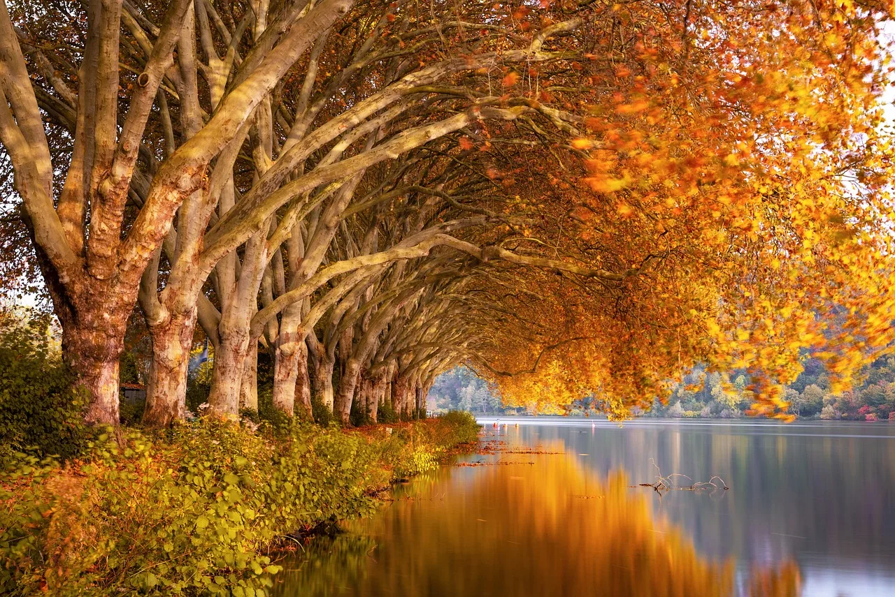 Chinar Trees Srinagar: Where to See Kashmir's Autumn Colour in October 2026