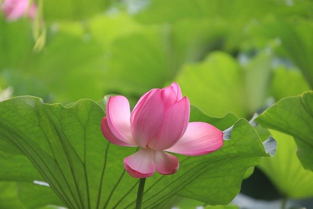 Dal Lake Lotus Season August 2026: What the Shikara Ride Brochure Doesn't Show
