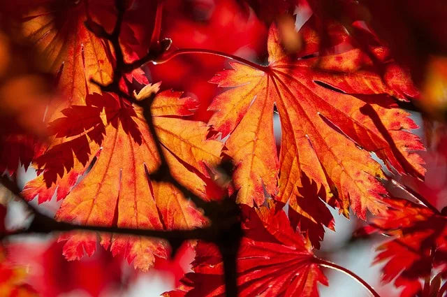 Ancient chinar trees in deep autumn red and gold, Srinagar