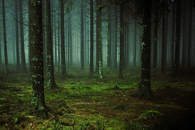 Wangat Valley: The Pine Forest Above Kangan That Most Visitors Miss