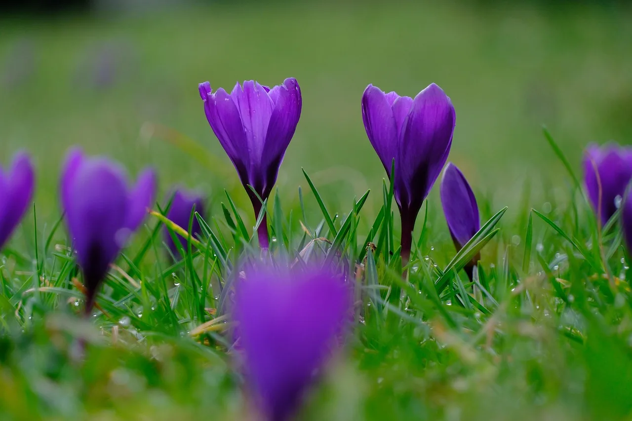 Purple saffron crocus flowers in bloom