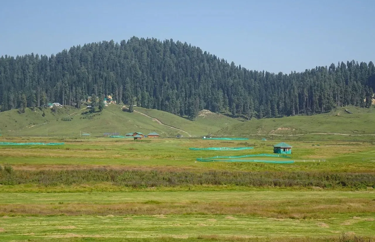 Green Gulmarg meadow ringed by fir forest in summer