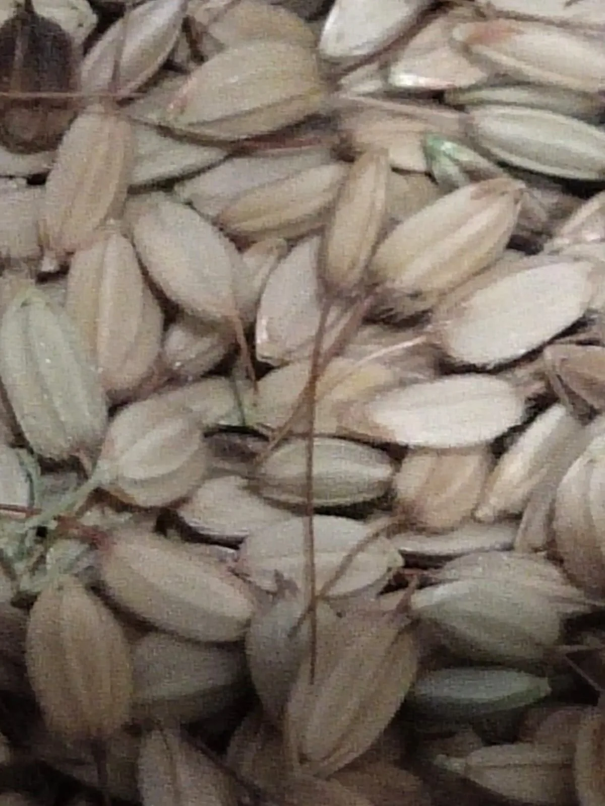 Close-up of unhulled Mushkbudji paddy grains