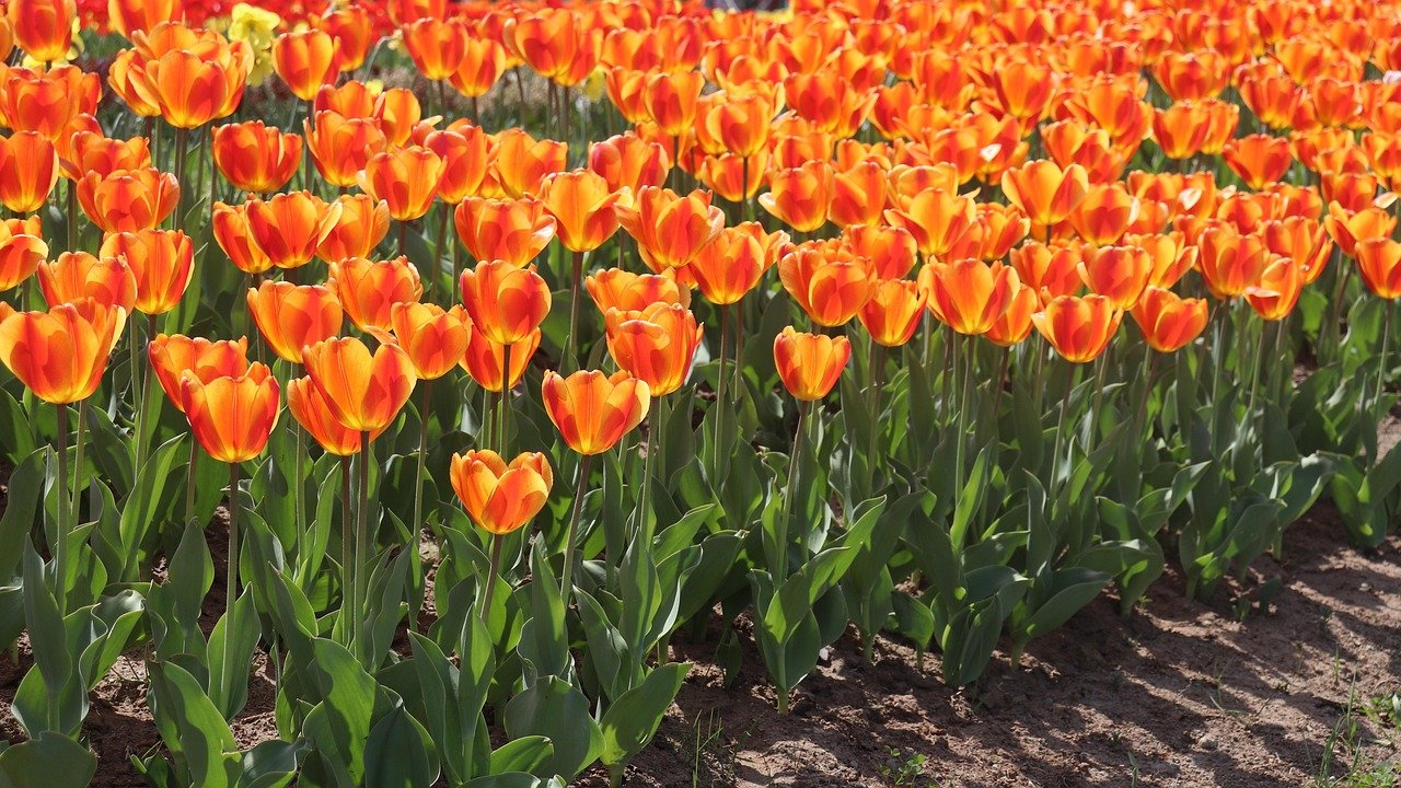 Rows of colourful tulips in bloom at Srinagar's tulip garden