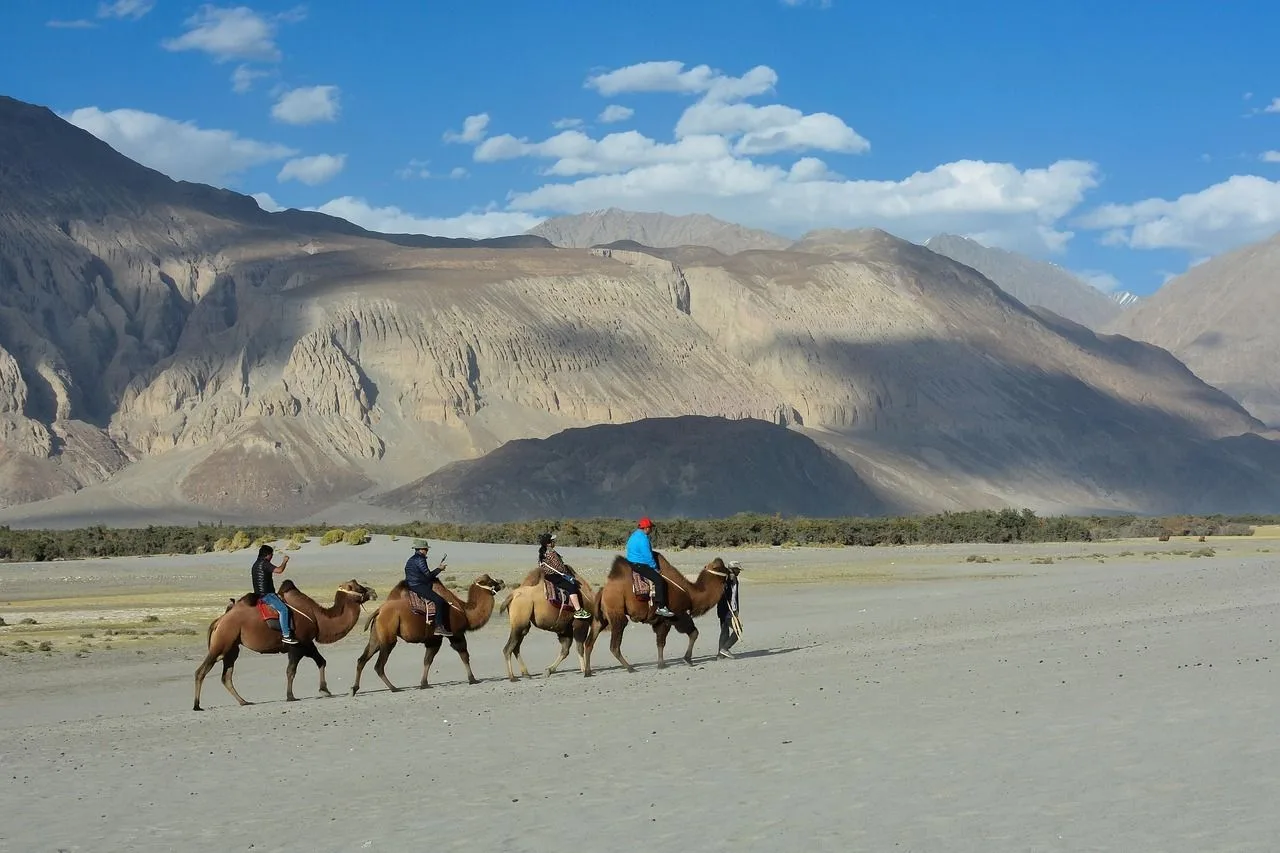 A line of Bactrian camels with riders crossing the sand at Hunder, Nubra Valley